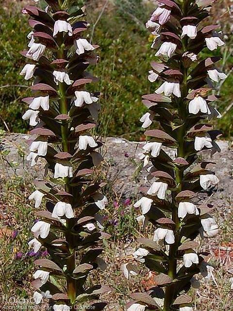 Acanthaceae