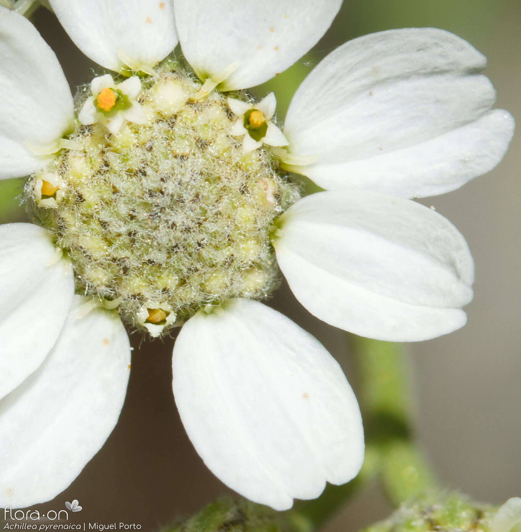 Achillea pyrenaica - Flor (close-up) | Miguel Porto; CC BY-NC 4.0