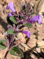 Acinos alpinus