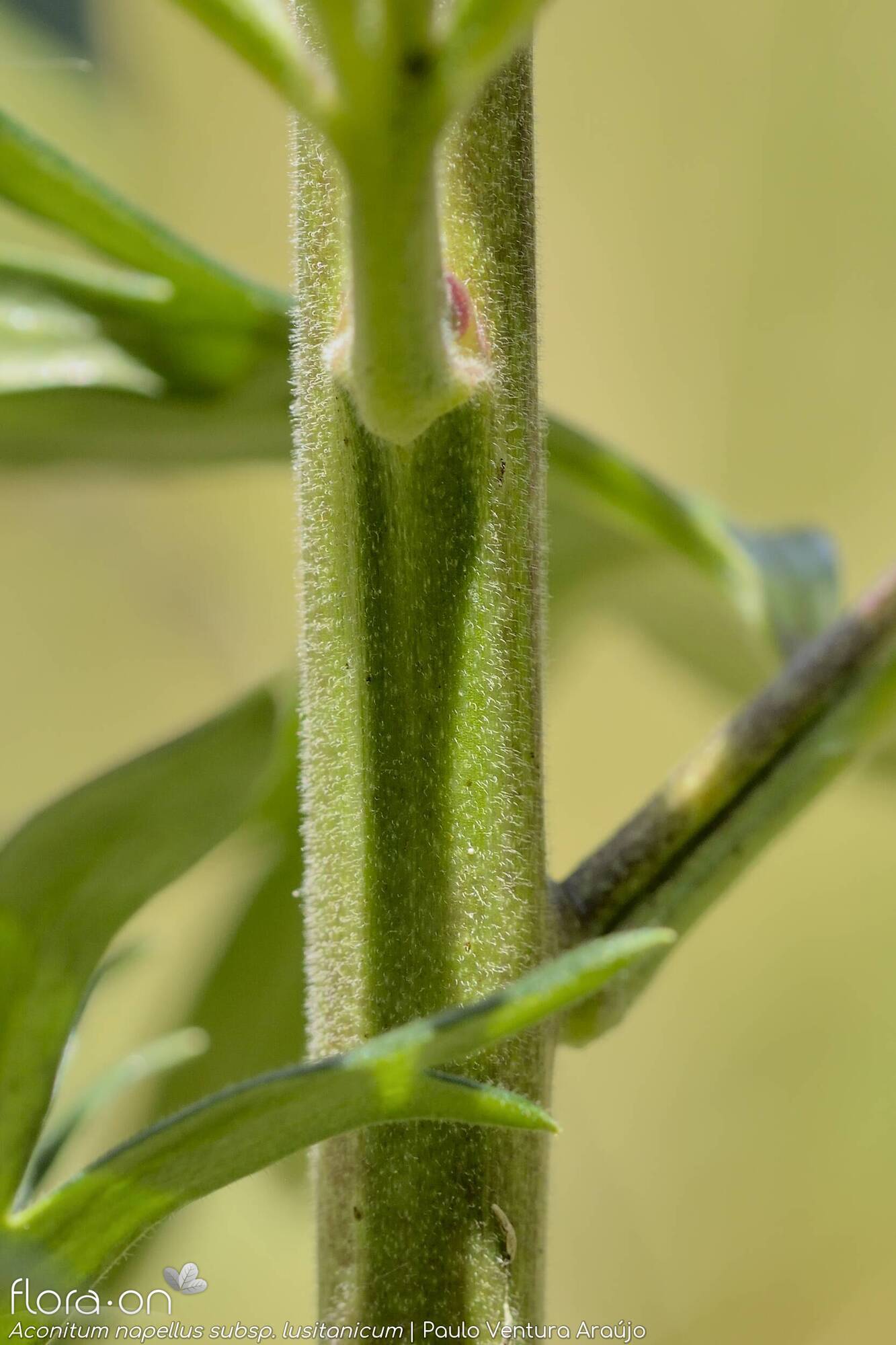 Aconitum napellus lusitanicum - Caule | Paulo Ventura Araújo; CC BY-NC 4.0