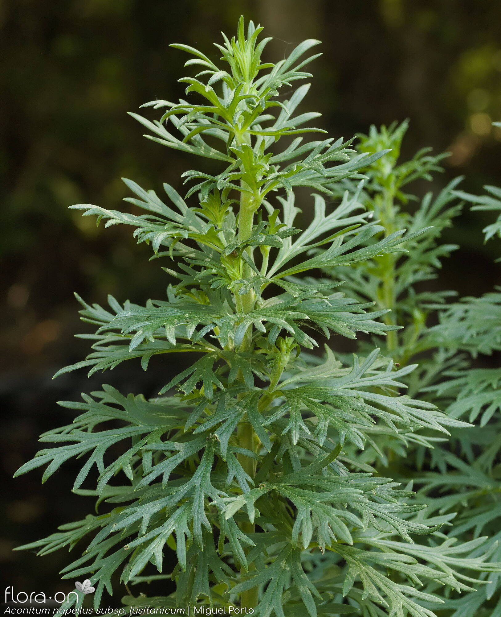 Aconitum napellus lusitanicum - Folha (geral) | Miguel Porto; CC BY-NC 4.0