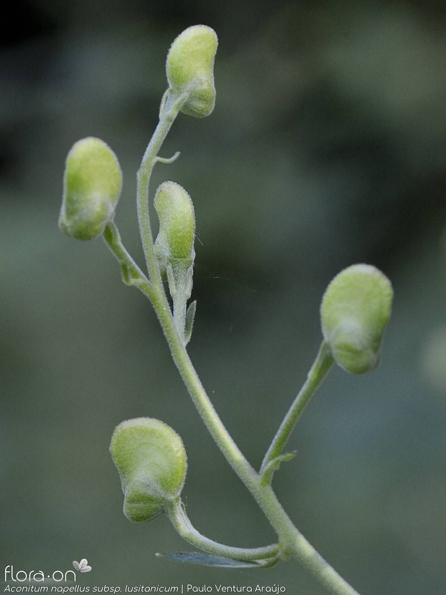 Aconitum napellus lusitanicum - Flor (geral) | Paulo Ventura Araújo; CC BY-NC 4.0