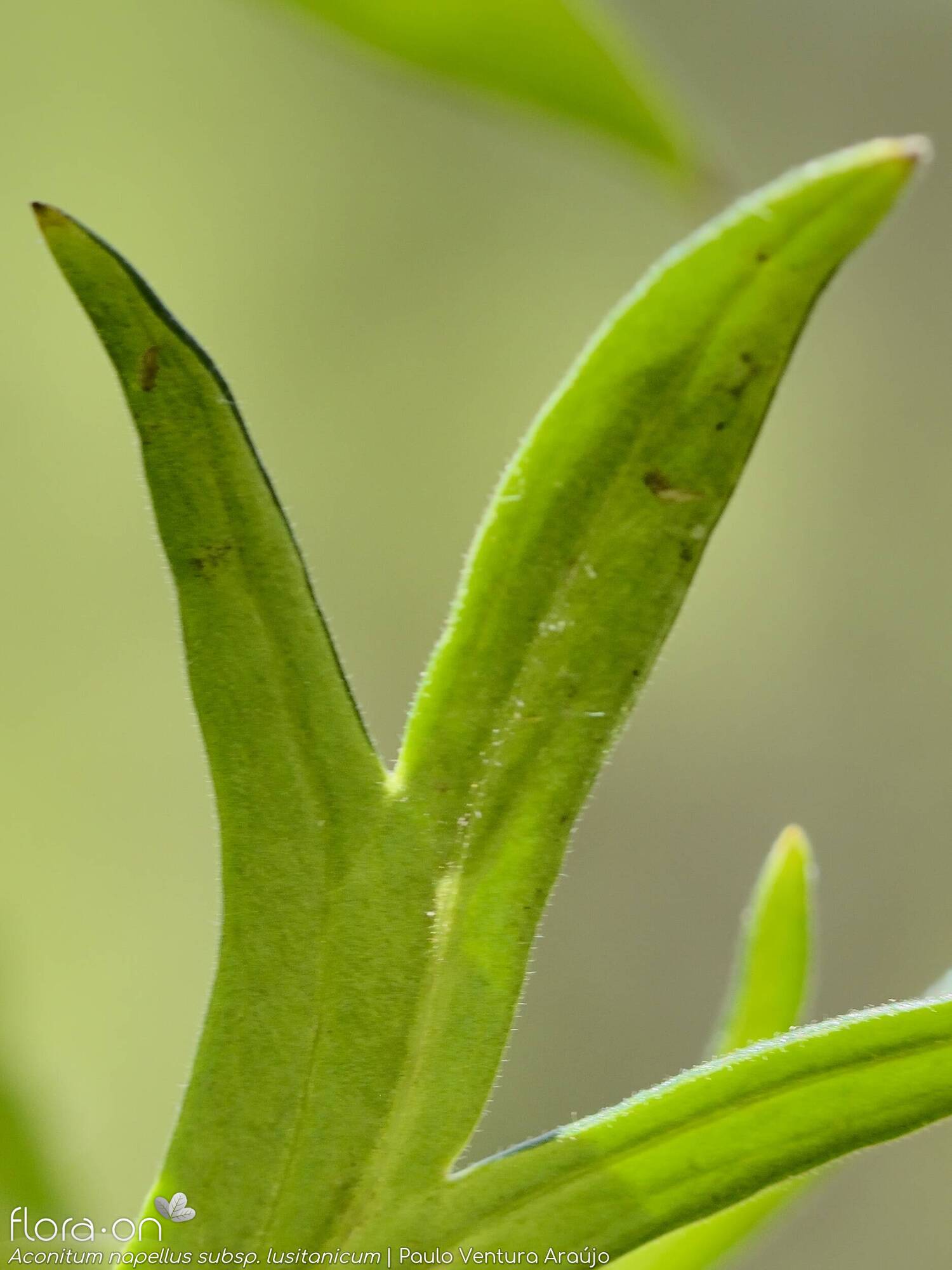 Aconitum napellus lusitanicum - Folha | Paulo Ventura Araújo; CC BY-NC 4.0