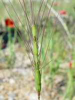 Aegilops triuncialis