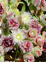 Aizoaceae
