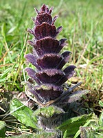 Ajuga pyramidalis