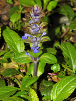 Ajuga reptans