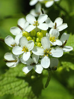 Alliaria petiolata
