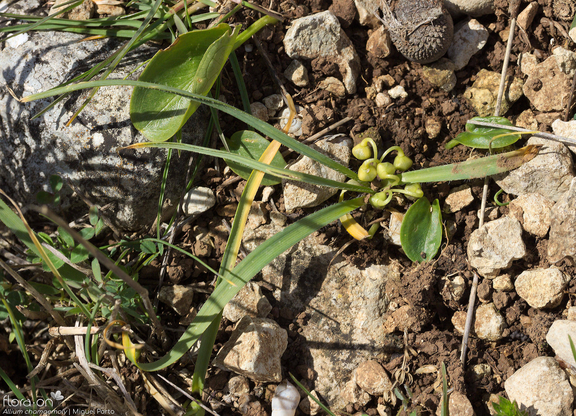 Allium chamaemoly - Hábito | Miguel Porto; CC BY-NC 4.0