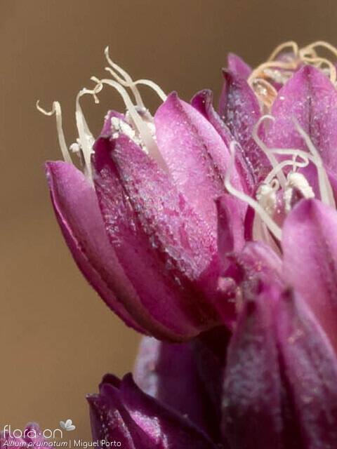 Allium pruinatum - Flor (close-up) | Miguel Porto; CC BY-NC 4.0