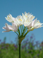 Allium roseum