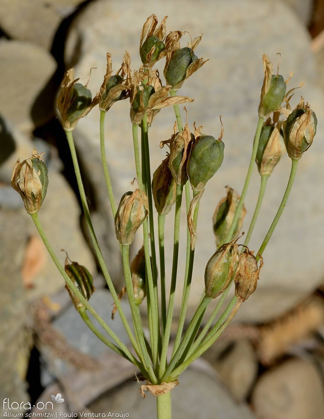 Allium schmitzii - Fruto | Paulo Ventura Araújo; CC BY-NC 4.0