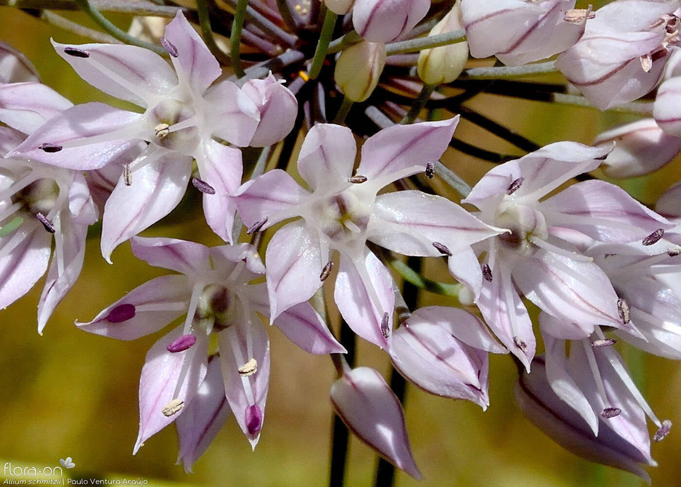 Allium schmitzii - Flor (close-up) | Paulo Ventura Araújo; CC BY-NC 4.0