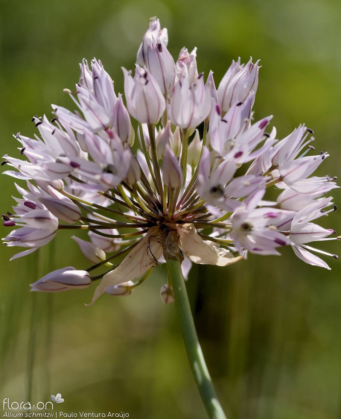 Allium schmitzii - Flor (geral) | Paulo Ventura Araújo; CC BY-NC 4.0