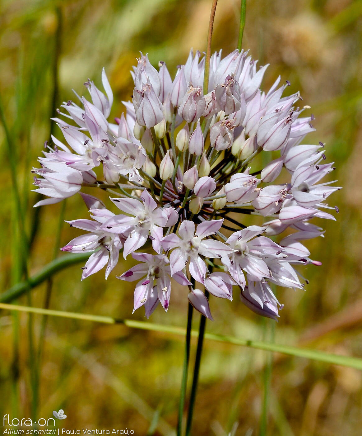 Allium schmitzii - Flor (geral) | Paulo Ventura Araújo; CC BY-NC 4.0