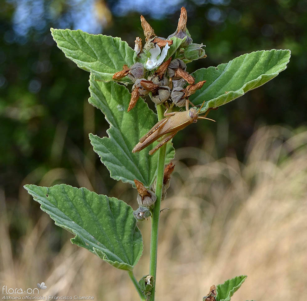 Althaea officinalis - Flor (geral) | Francisco Clamote; CC BY-NC 4.0