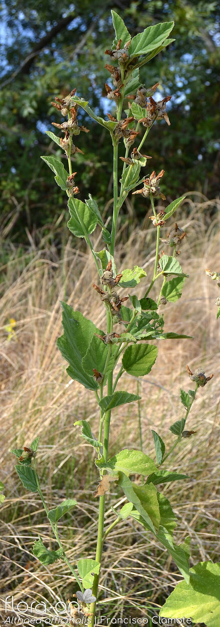 Althaea officinalis - Folha (geral) | Francisco Clamote; CC BY-NC 4.0