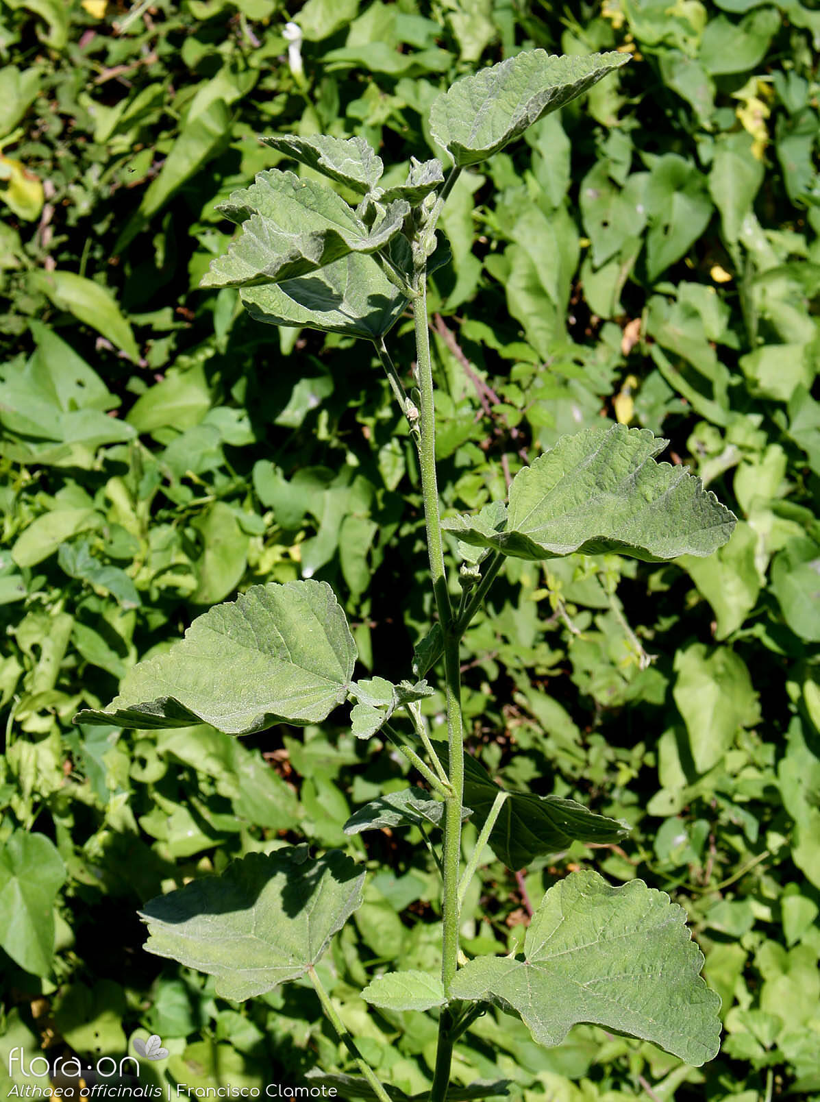 Althaea officinalis - Hábito | Francisco Clamote; CC BY-NC 4.0