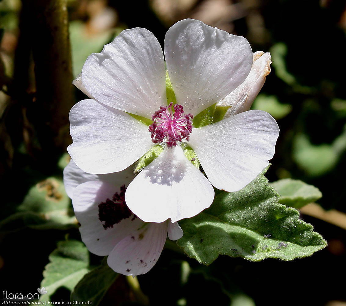Althaea officinalis - Flor (close-up) | Francisco Clamote; CC BY-NC 4.0