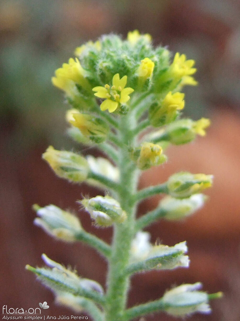 Alyssum simplex - Flor (close-up) | Ana Júlia Pereira; CC BY-NC 4.0