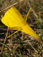 Amaryllidaceae