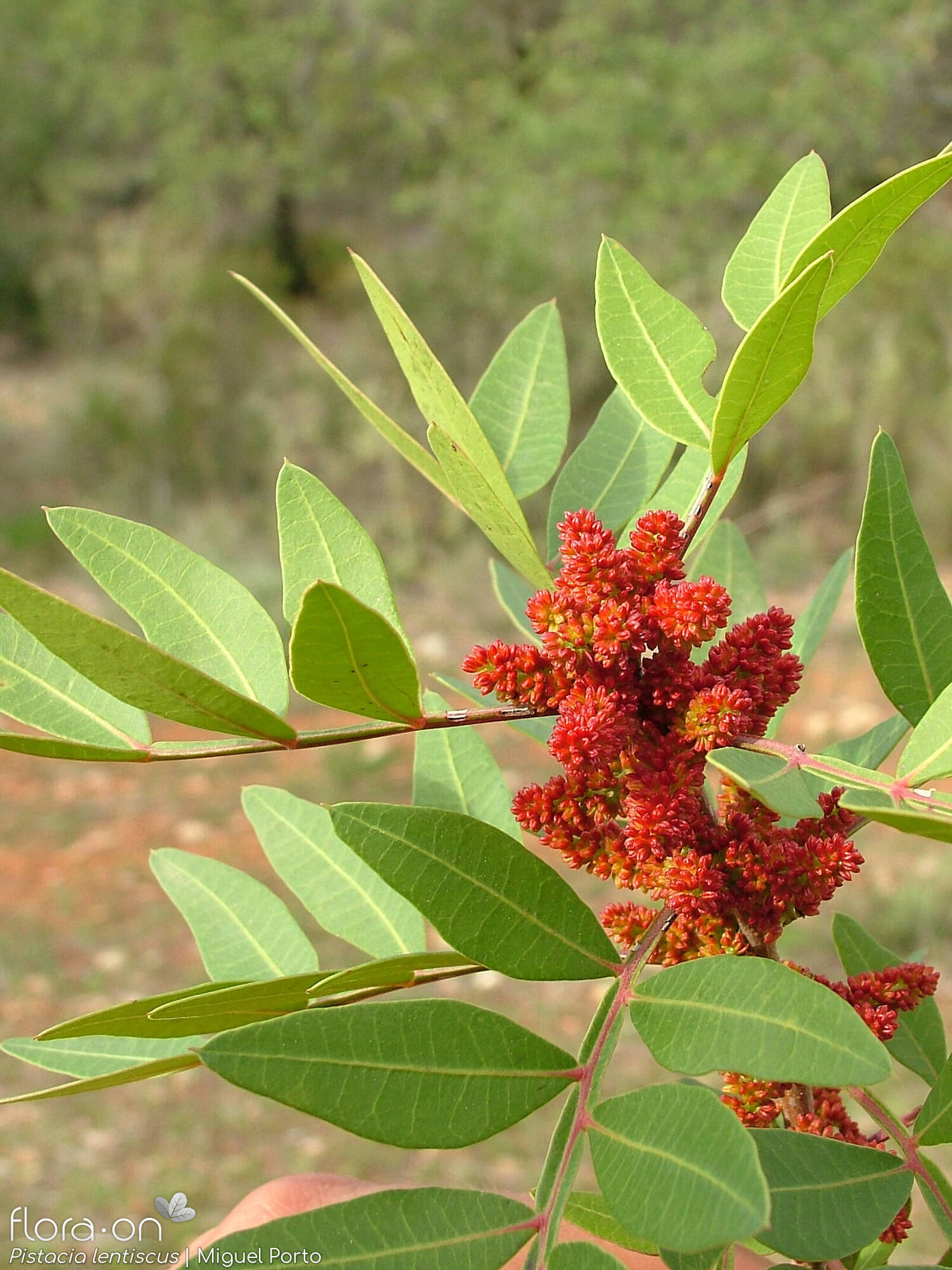 Anacardiaceae