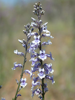 Anarrhinum bellidifolium