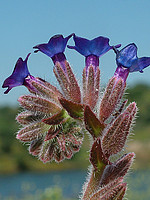 Anchusa undulata
