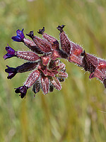 Anchusa undulata