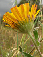 Andryala laxiflora