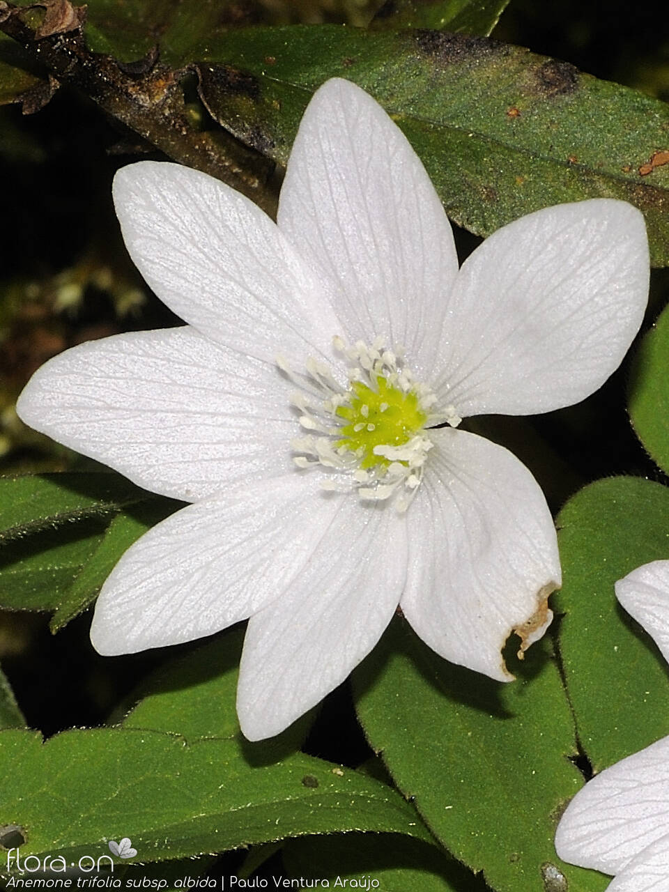Anemone trifolia albida - Flor (close-up) | Paulo Ventura Araújo; CC BY-NC 4.0