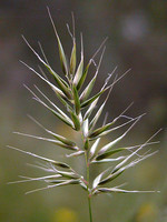 Anthoxanthum aristatum