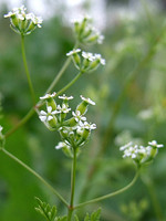 Anthriscus caucalis