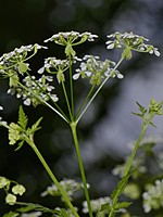 Anthriscus sylvestris