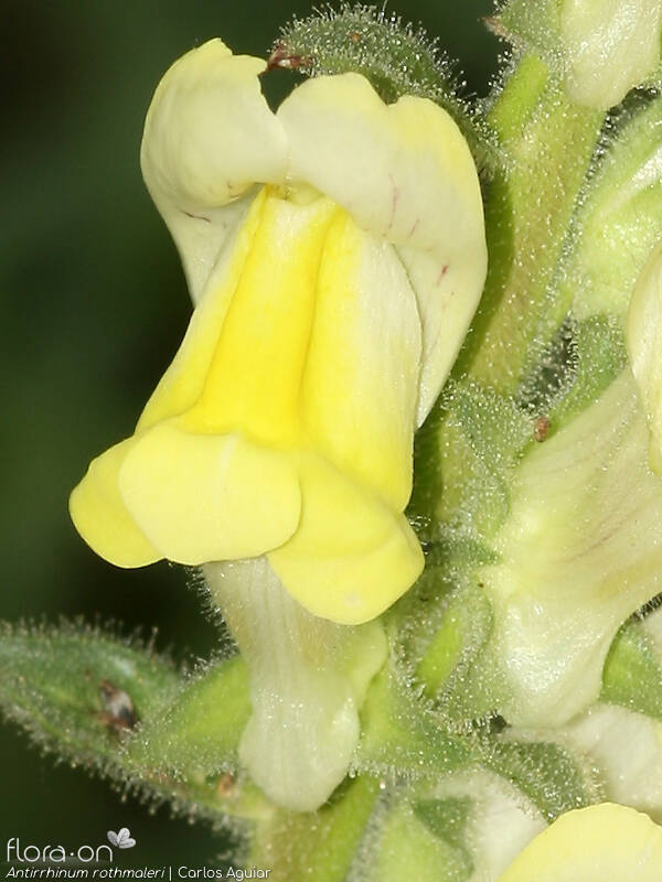 Antirrhinum rothmaleri - Flor (close-up) | Carlos Aguiar; CC BY-NC 4.0