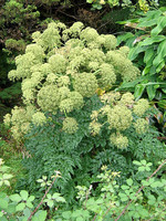 Apiaceae