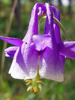 Aquilegia vulgaris