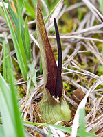 Araceae