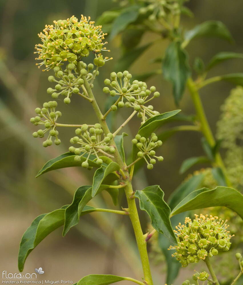 Araliaceae