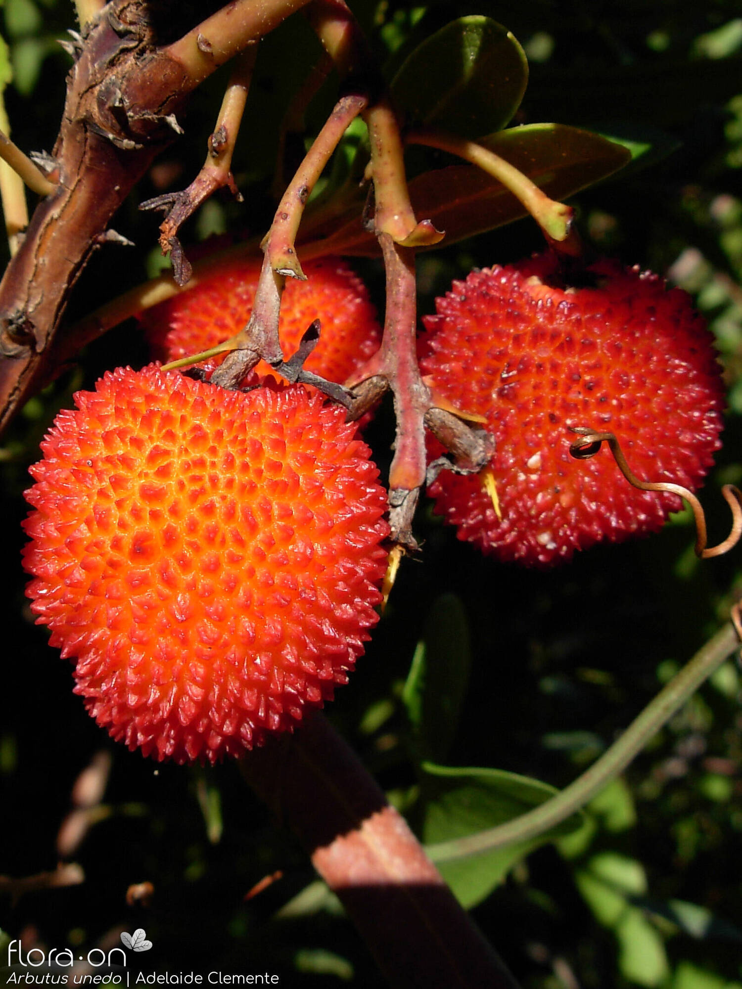 Arbutus unedo - Fruto | Adelaide Clemente; CC BY-NC 4.0