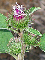 Arctium minus