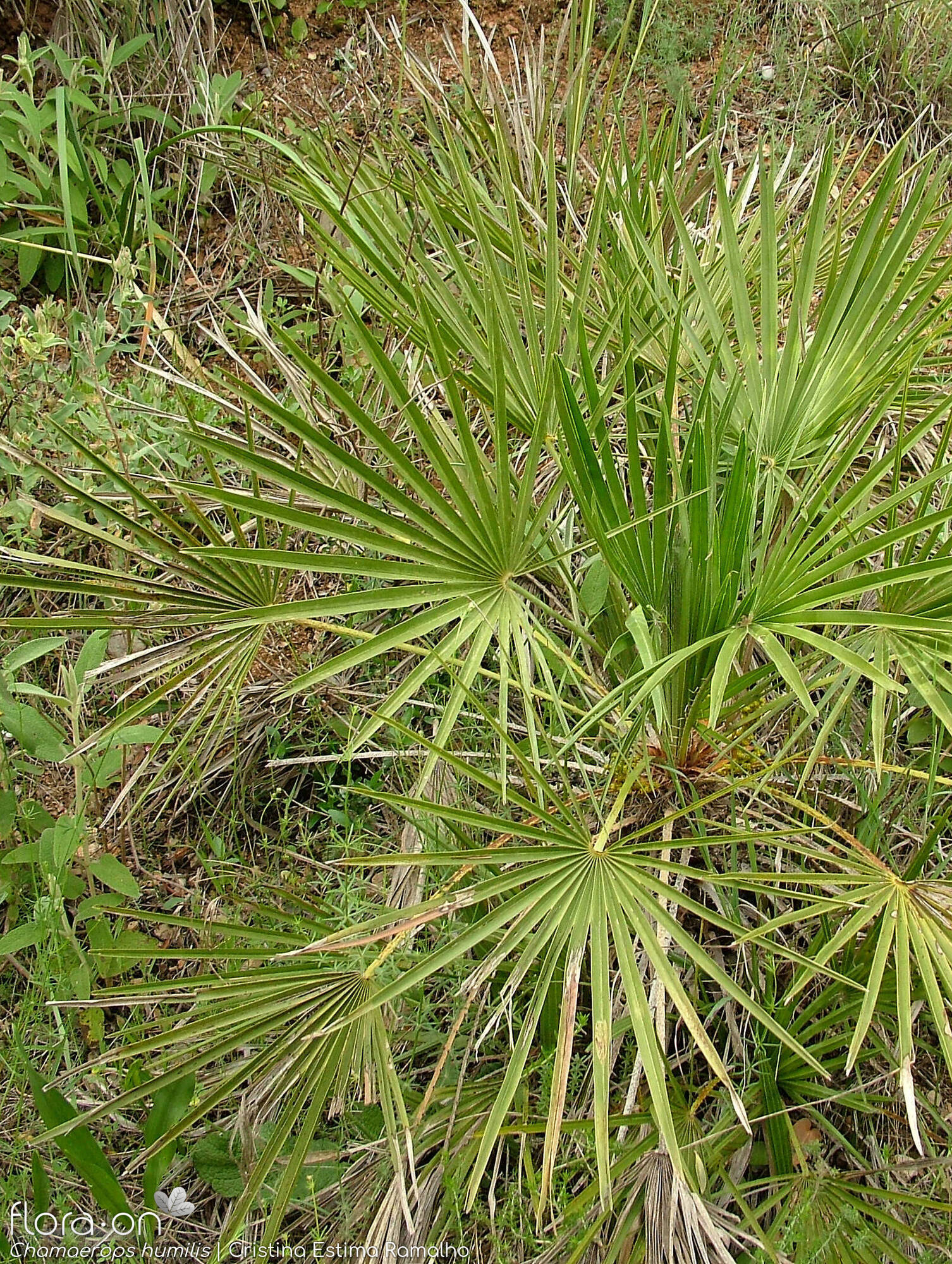 Arecaceae