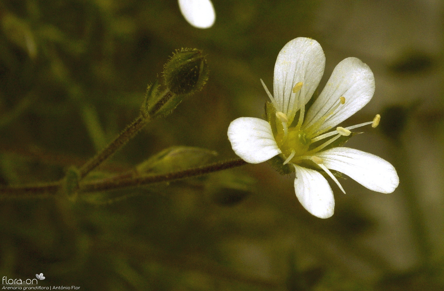 Arenaria grandiflora - Flor (close-up) | António Flor; CC BY-NC 4.0