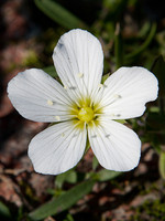 Arenaria montana