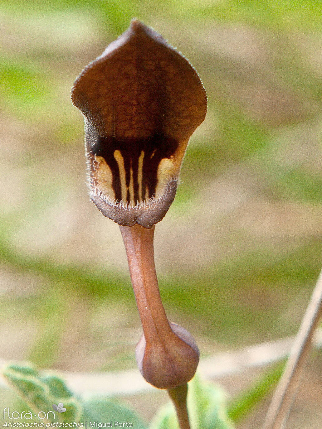 Aristolochia pistolochia - Flor (close-up) | Miguel Porto; CC BY-NC 4.0