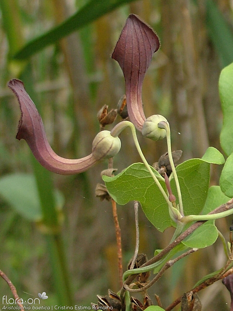 Aristolochiaceae