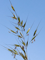 Arrhenatherum album