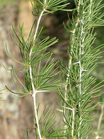 Asparagaceae