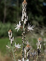 Asphodelus aestivus