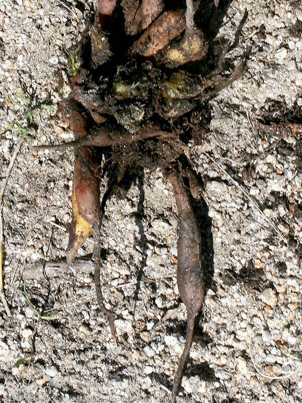 Asphodelus macrocarpus macrocarpus - Raiz | Carlos Aguiar; CC BY-NC 4.0